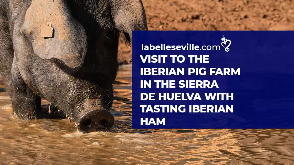 Visit To The Iberian Pig Farm In The Sierra De Huelva - Visit to the Iberian pig farm in the Sierra de Huelva