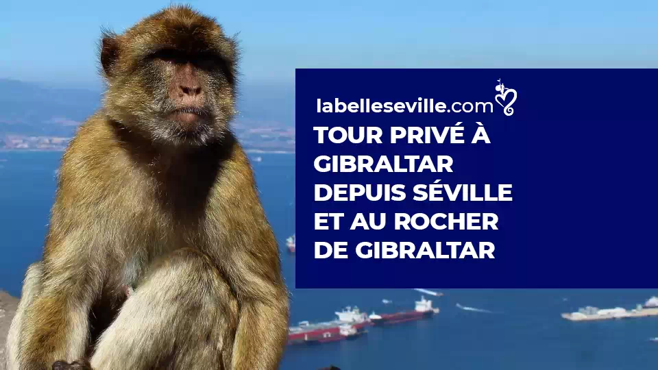 Visite Privee De Gibraltar Depuis Seville - Excursion à Gibraltar depuis Séville – Circuit Privé au rocher de Gibraltar