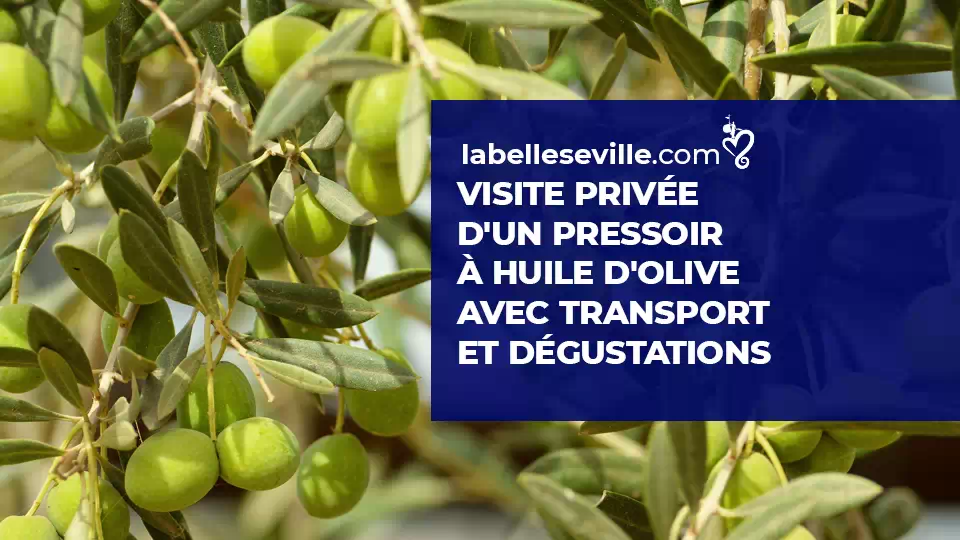 Visite Privee Pressoir Huile Olive Avec Degustations - Visite privée d&rsquo;un pressoir à huile d&rsquo;olive avec dégustations